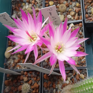Chamaecereus  Pan 17.4.1