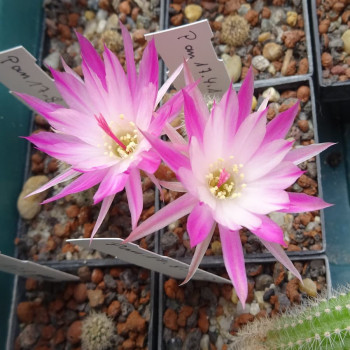 Chamaecereus  Pan 17.4.1