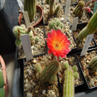 Chamaecereus  Pan 17.8.13