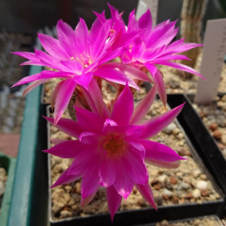 Chamaecereus  Pan 17.8.60
