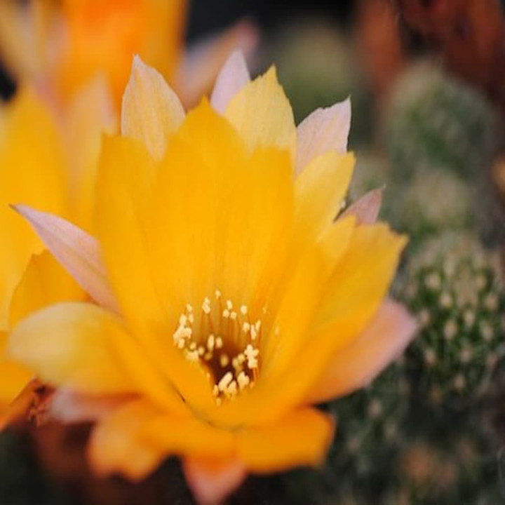Chamaecereus  Perfection