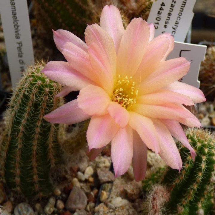 Chamaecereus  Perla di Verona