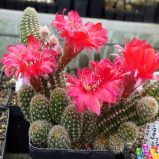 Chamaecereus  rosa leicht gefranst