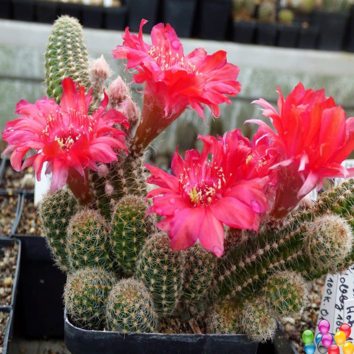 Chamaecereus  rosa leicht gefranst