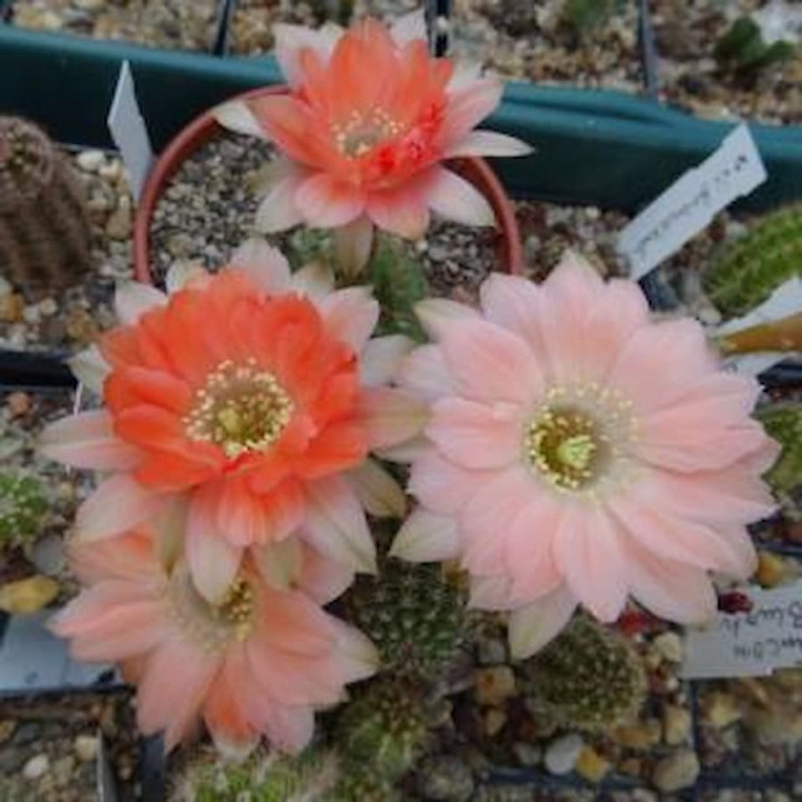 Chamaecereus  Rügens Strandfee