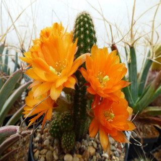 Chamaecereus  Tigerauge