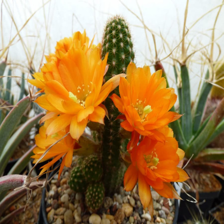 Chamaecereus  Tigerauge