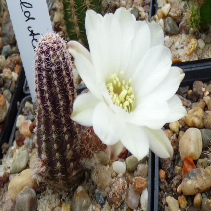 Chamaecereus  Westfield Alba