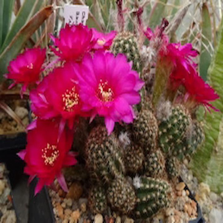 Chamaecereus Brandenburg