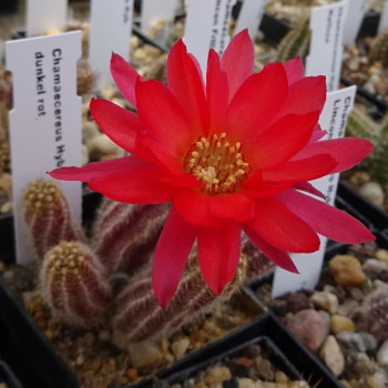 Chamaecereus dunkel rot