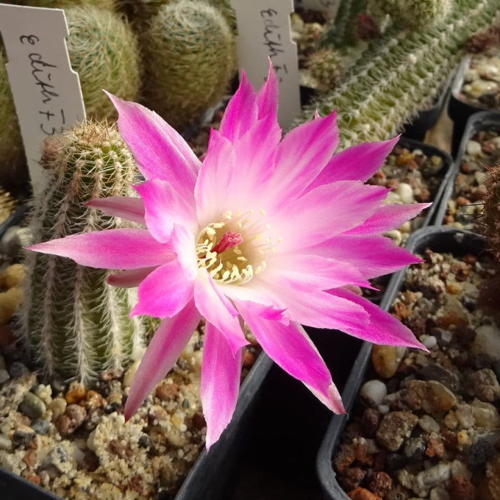 Chamaecereus Edith