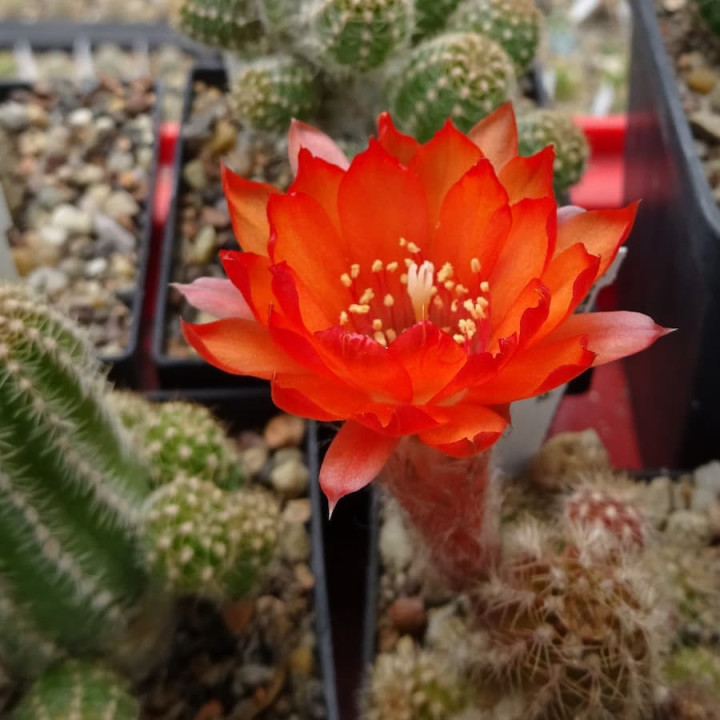 Chamaecereus Fire Cracker