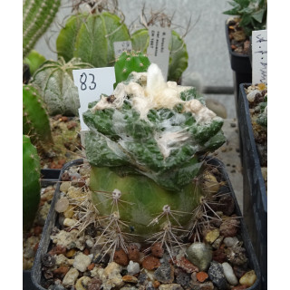 Ariocarpus fissuratus intermedius KSM 279 Nr. 83