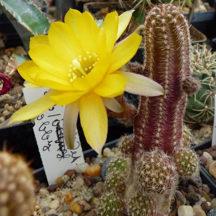 Chamaecereus gelb, helle Pet.