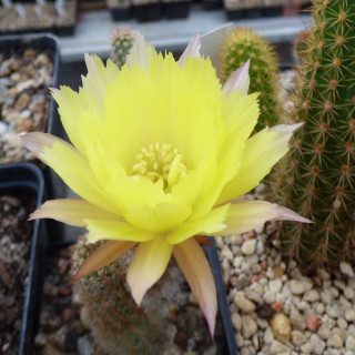 Chamaecereus gelber Franz