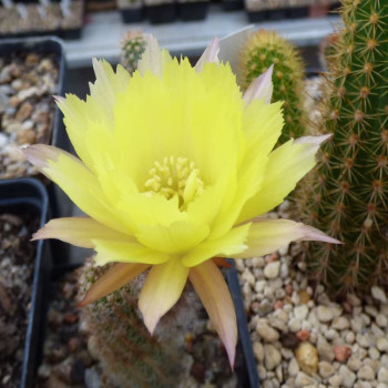 Chamaecereus gelber Franz