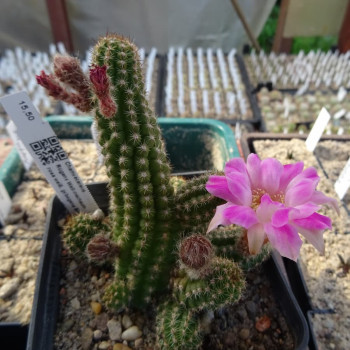 Chamaecereus Isabella