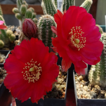 Chamaecereus Lamborz