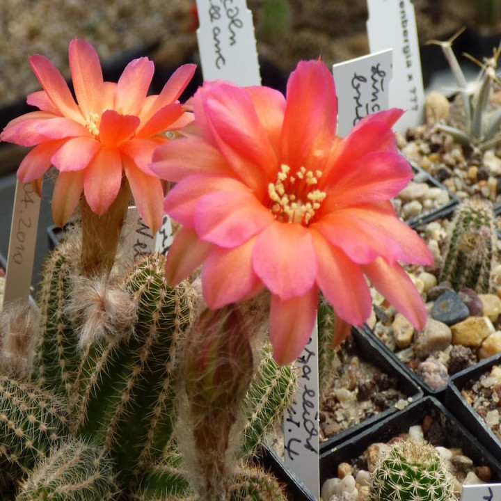 Chamaecereus Nelissa