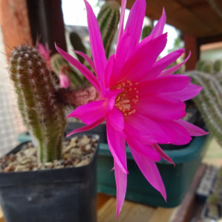 Chamaecereus New Dimension