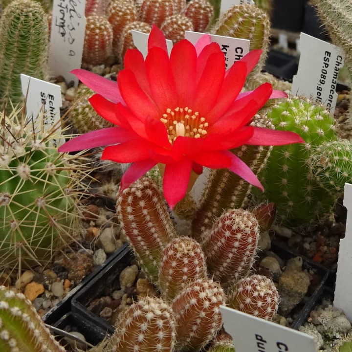 Chamaecereus Nr.16