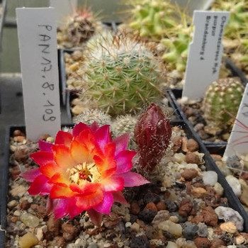 Chamaecereus Pan 17.8.109