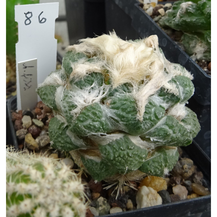 Ariocarpus fissuratus intermedius KSM 279 Nr. 86