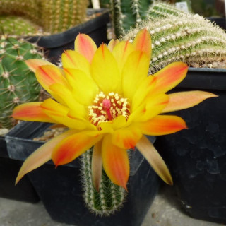 Chamaecereus Rügens Abendsonne