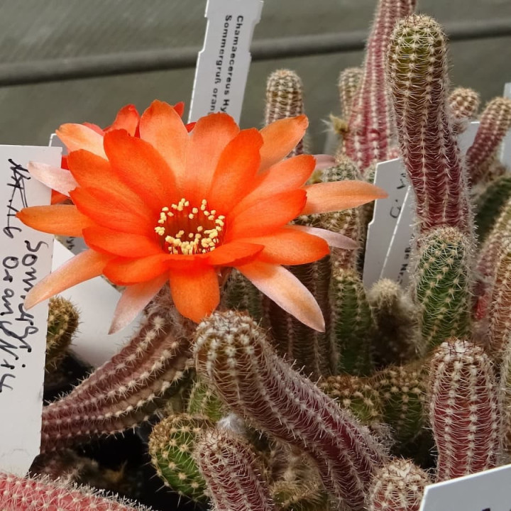 Chamaecereus Sommergruß