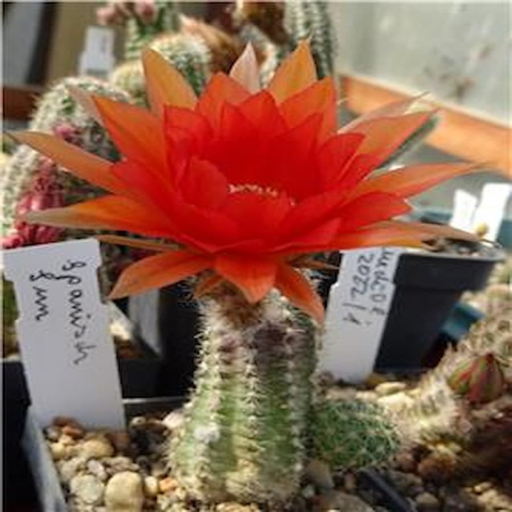 Chamaecereus Spanisch Sun
