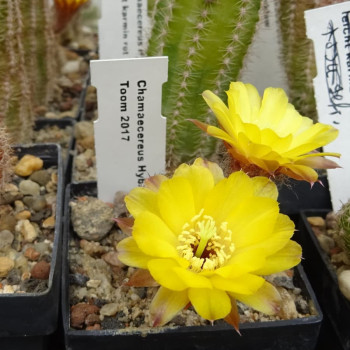 Chamaecereus Toom 2017