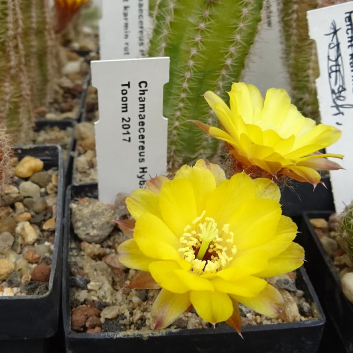 Chamaecereus Toom 2017