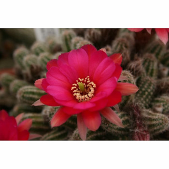 Chamaecereus  Lincoln Delight