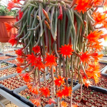 Chamaecereus luisramirezii spec. nov. Luis Ramirez, eine neu Art !!!