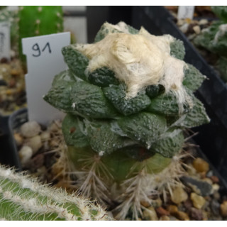 Ariocarpus fissuratus intermedius KSM 279 Nr. 91