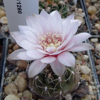 Gymnocalycium  gaponii ssp. geyeri GN 91-376 /1260, selten