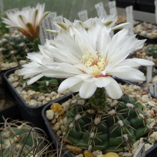 Gymnocalycium amerhauseri STO 088-229