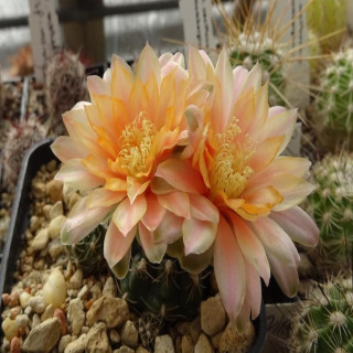 Gymnocalycium anbald 86/85