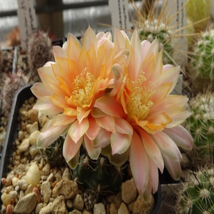 Gymnocalycium anbald 86/85
