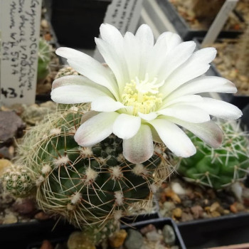 Gymnocalycium andreae ssp.svezianum WR 567a