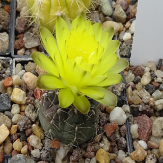 Gymnocalycium andreae STO 94-870/2