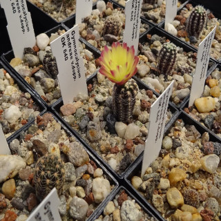 Gymnocalycium andreae var.doppianum GK 640