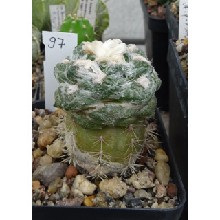 Ariocarpus fissuratus intermedius KSM 279 Nr. 97