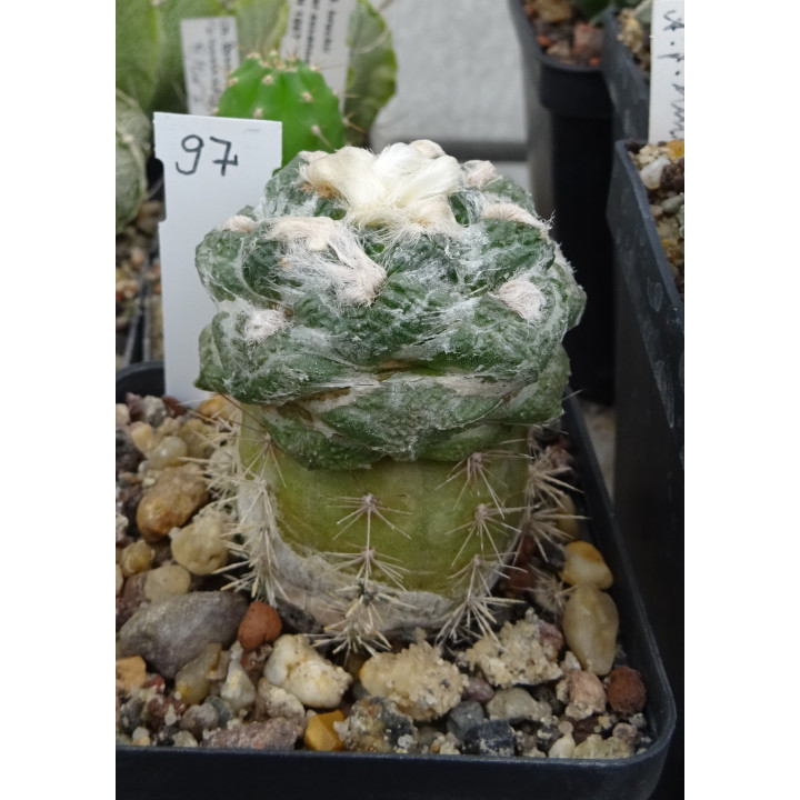 Ariocarpus fissuratus intermedius KSM 279 Nr. 97