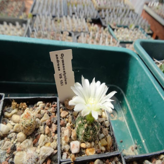 Gymnocalycium andreae VS 153