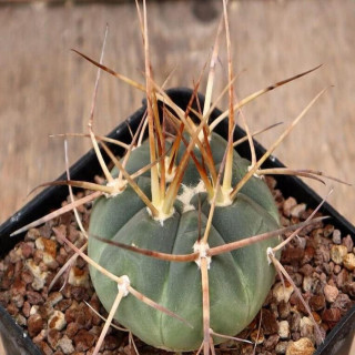 Gymnocalycium armatum JO 600
