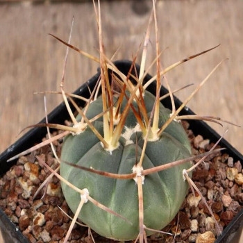 Gymnocalycium armatum JO 600