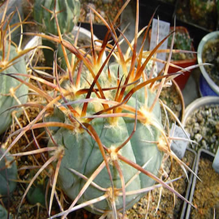 Gymnocalycium armatum MS 375