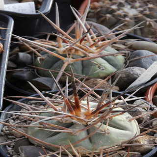 Gymnocalycium armatum SL 20-99