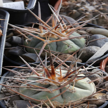 Gymnocalycium armatum SL 20-99